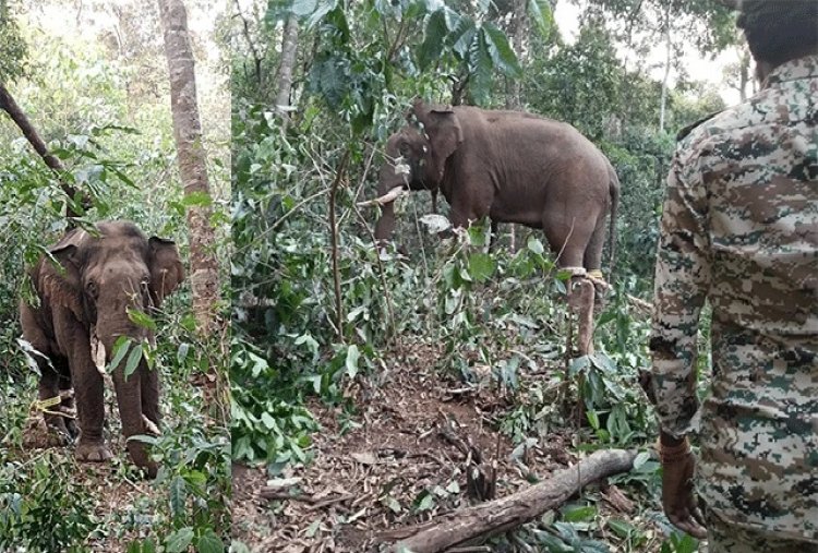 ಕಡಬ: ಇಬ್ಬರನ್ನು ಬಲಿ ಪಡೆದಿದ್ದ ಕಾಡಾನೆ ಸೆರೆ